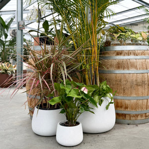 Northcote Pottery Vellum Drum Pots