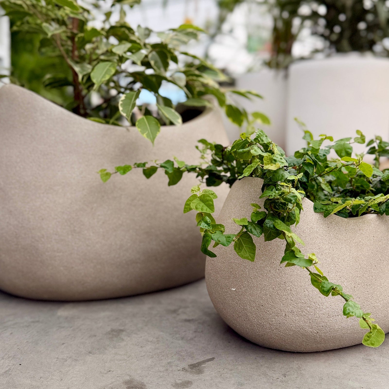 2 beige coloured planters with plants inside