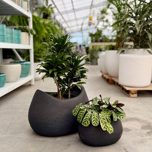 Vellum Rock Black planters in an indoor plant nursery 