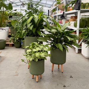 Three green planters  in varying sizes with light wood legs and indoor plants in each
