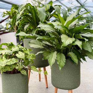 Vellum Tripod Pot Green Close Up