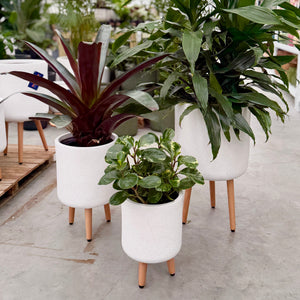 Three white speckled pots with light wood legs holding green and burgundy houseplants