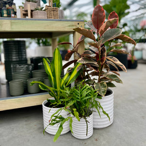White Ribbon Cylinder Pots with varying plants