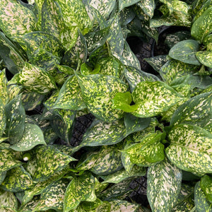 Aglaonema Eileen - Sale