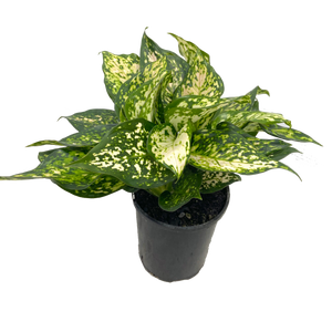 Aglaonema Eileen - Sale