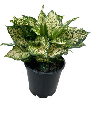 Aglaonema Eileen - Sale