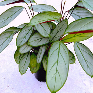 Ctenanthe