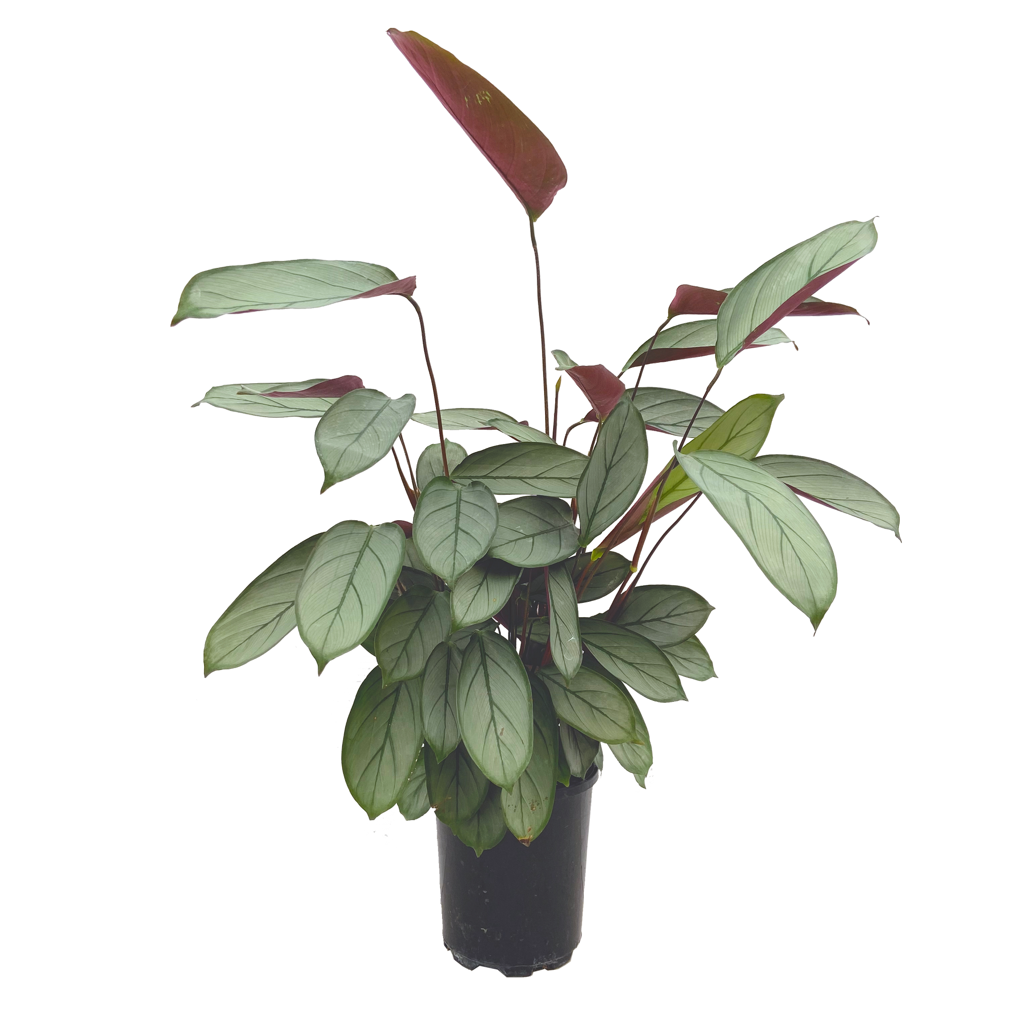 Ctenanthe