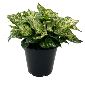 Aglaonema Eileen - Sale