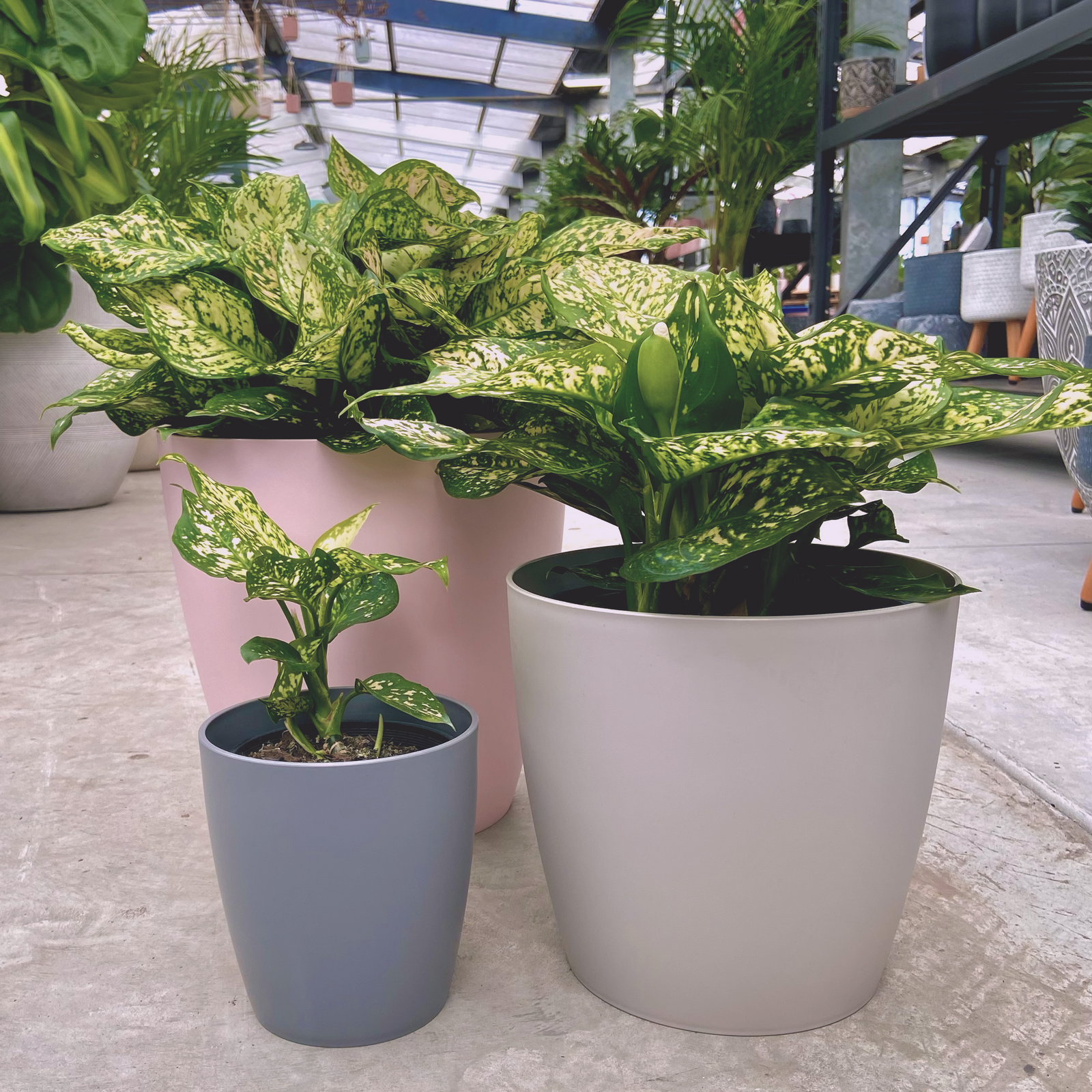 Aglaonema Eileen - Clayton South