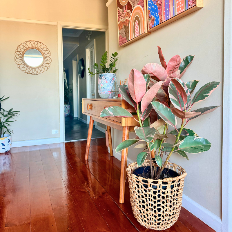 rubber house plants Ficus Elastica Ruby - Ficus elastica (Rubber Plant)