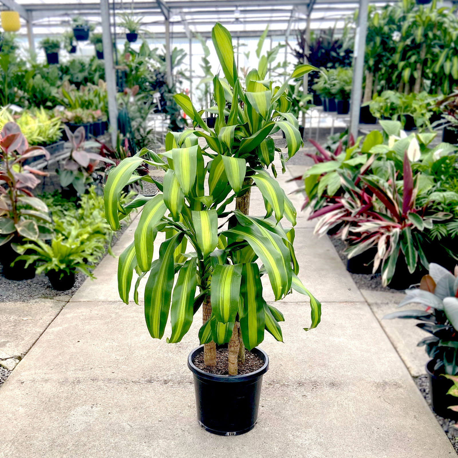 Dracaena messangeana "Happy Plant"