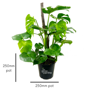 Swiss Cheese Plant - Monstera deliciosa