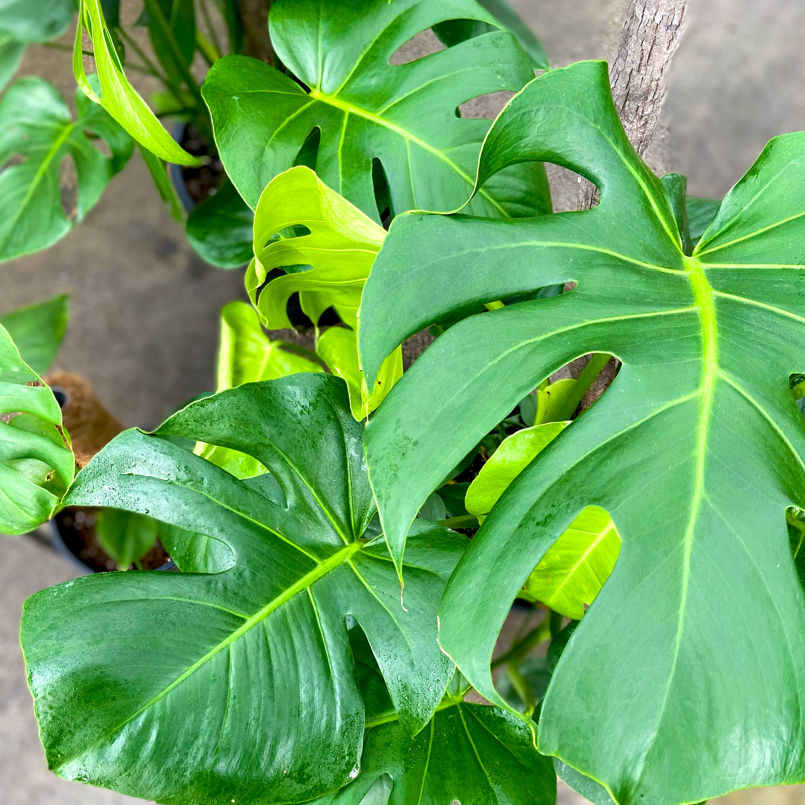 Swiss Cheese Plant - Monstera deliciosa