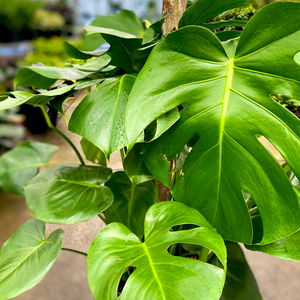 Swiss Cheese Plant - Monstera deliciosa