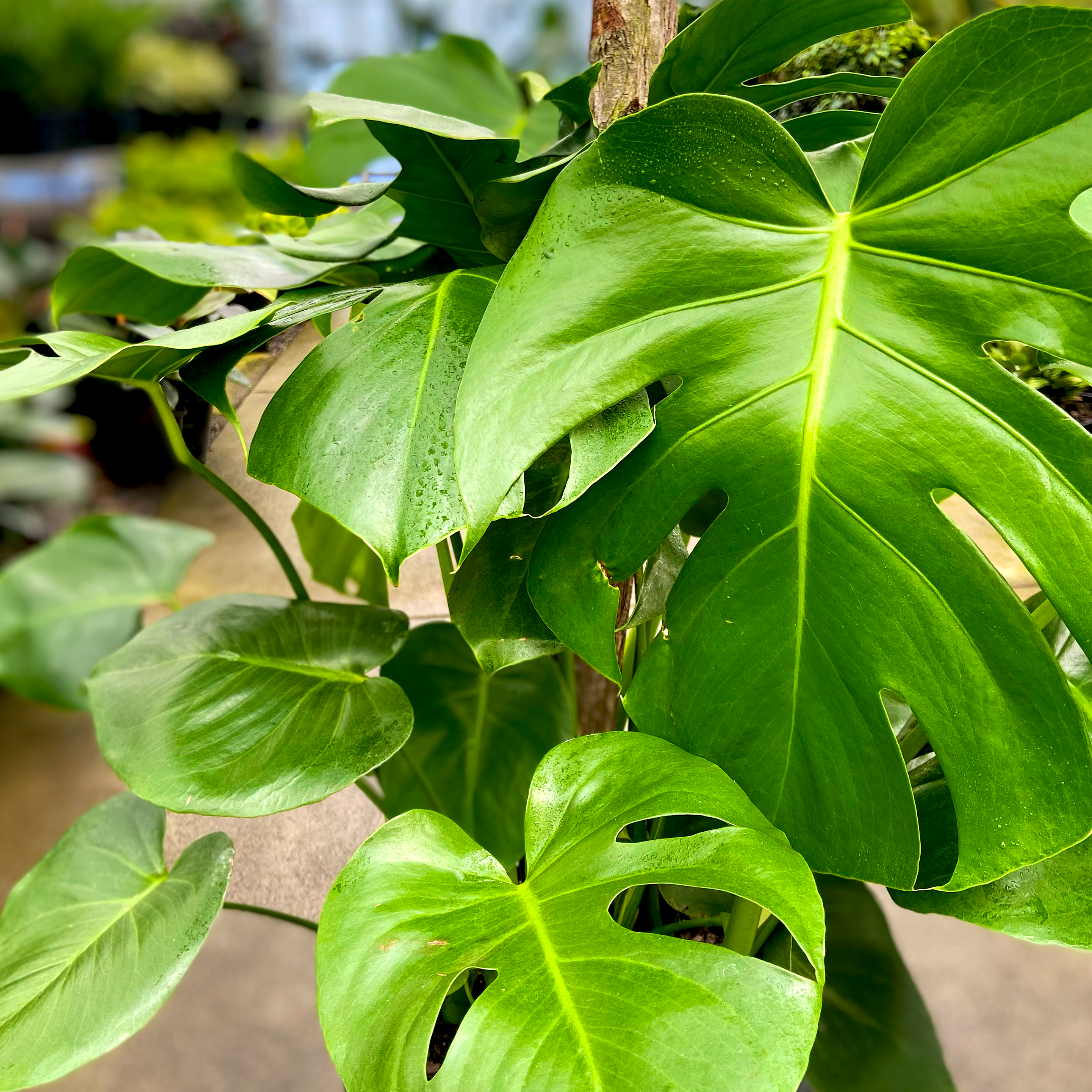 Monstera Plant