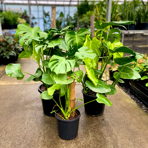 Swiss Cheese Plant - Monstera deliciosa
