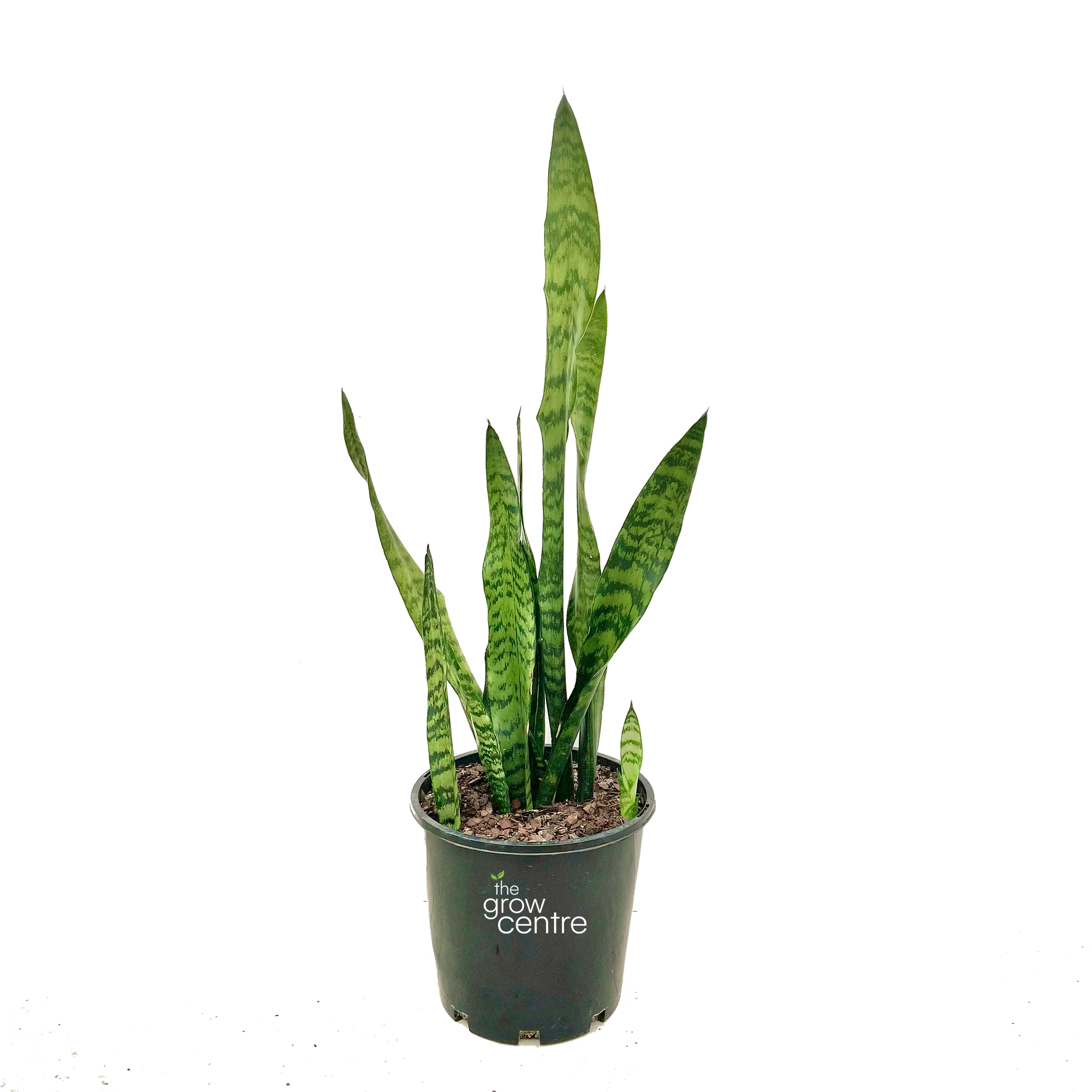 sansevieria 2