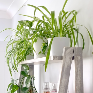 Spider Plant - Chlorophytum comosum