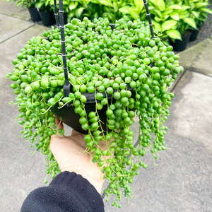 String Of Pearls - Senecio rowleyanus