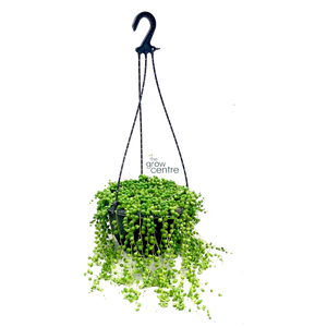 String Of Pearls - Senecio rowleyanus