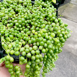 String of pearls