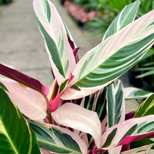 Stromanthe - Stromanthe sanguinea