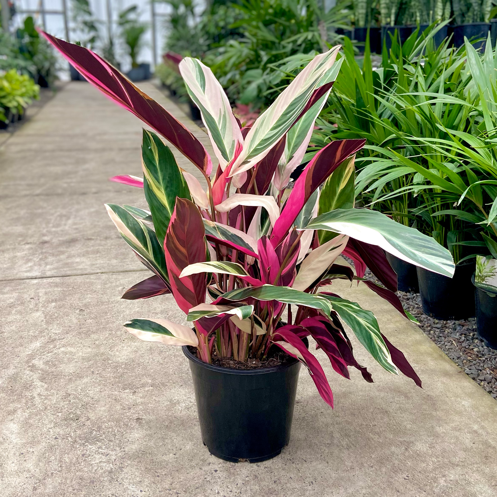 Stromanthe triostar plant in a black nursery pot in a plant nursery. This Stromanthe has tri-coloured leaves with pink, green and cream patterning.