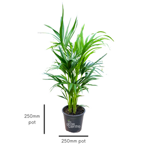 Kentia Palm - Howea forsteriana