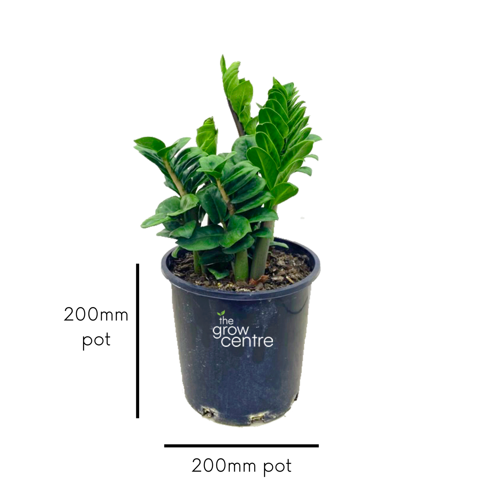 Zanzibar Zenzii - Zamioculcas zamiifolia