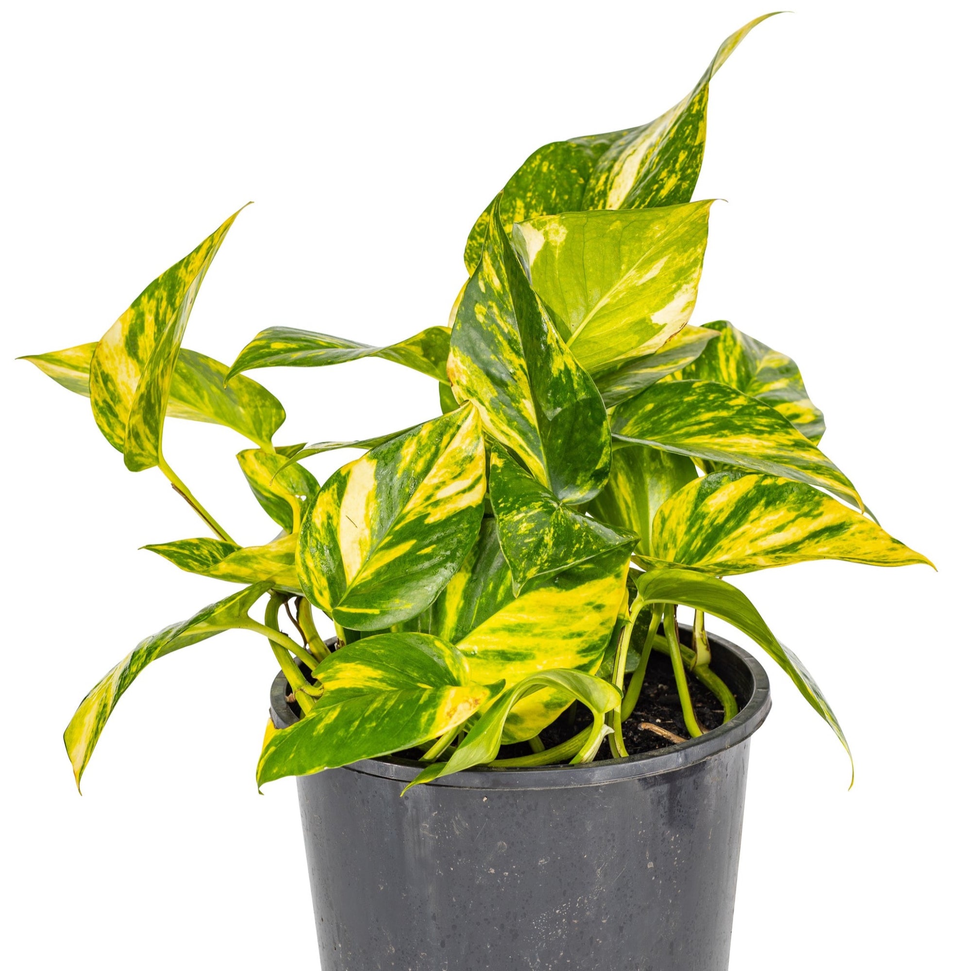 devil's ivy pothos golden 40cm Golden Pothos / Devil's Ivy - Epipremnum aureum