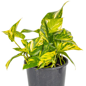 golden pothos devil's ivy Golden Pothos / Devil's Ivy - Epipremnum aureum