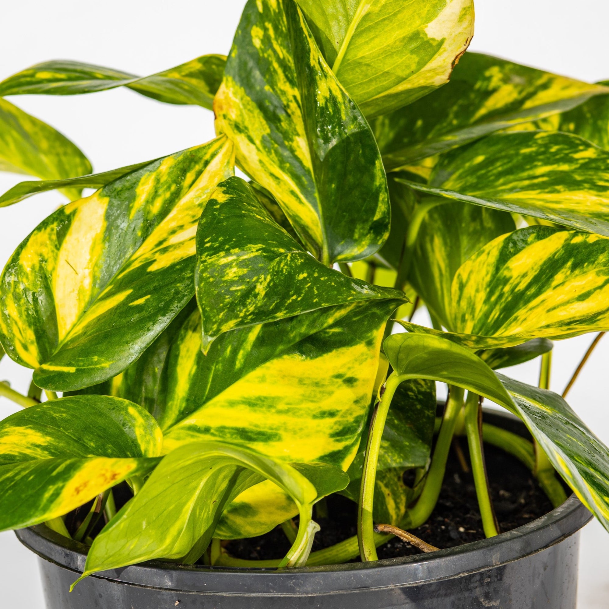 ivy golden pothos Golden Pothos / Devil's Ivy - Epipremnum aureum