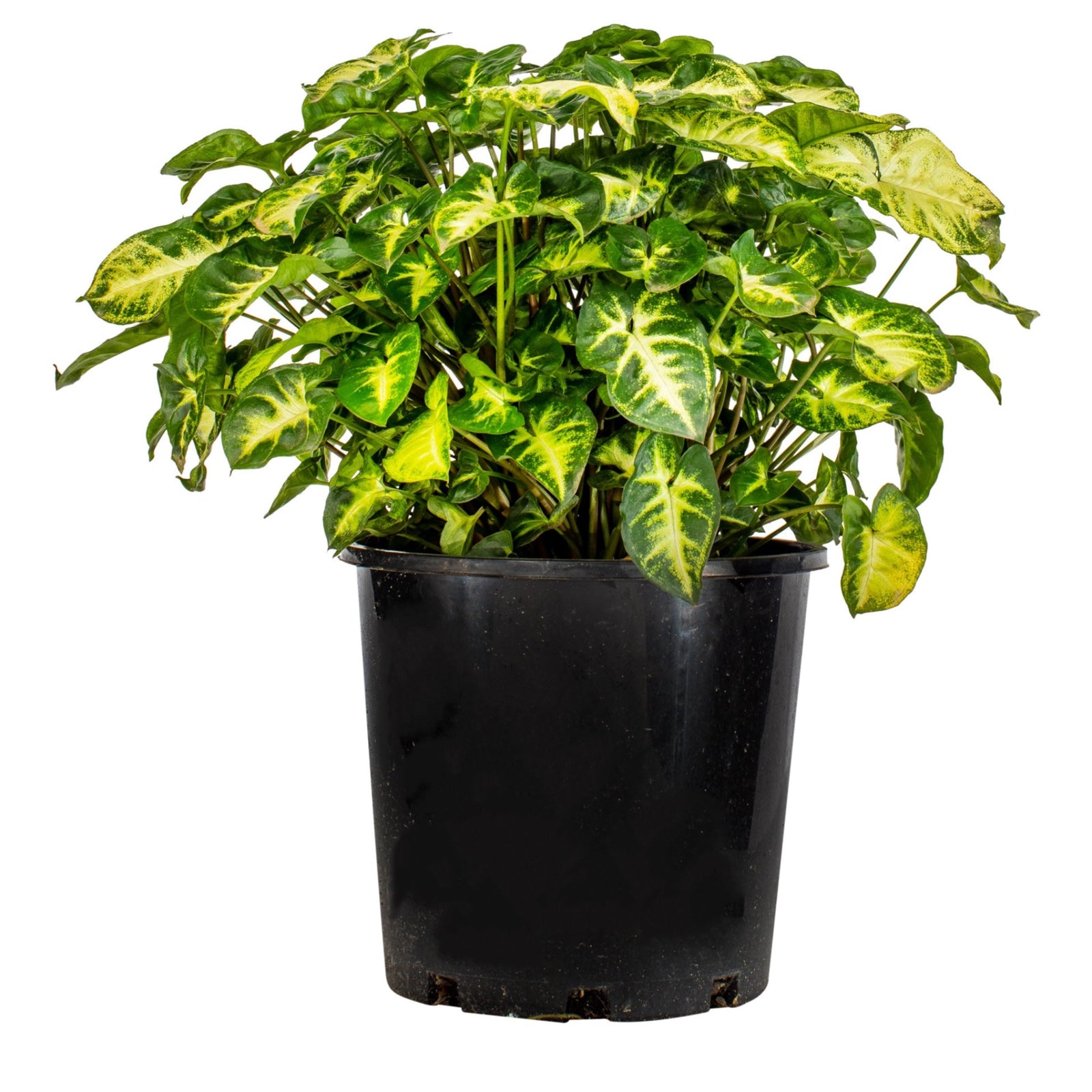 Syngonium Pixie - Syngonium podophyllum