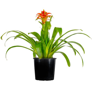 Bromeliad - Bromeliaceae