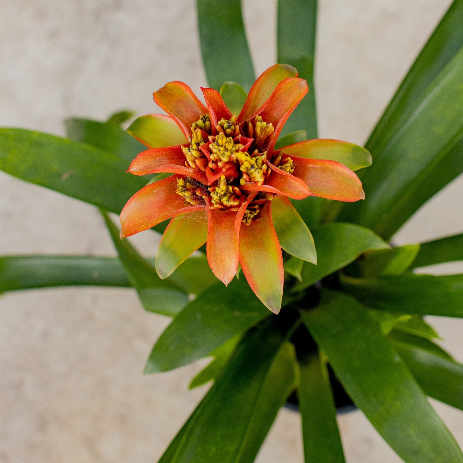 Bromeliad - Bromeliaceae