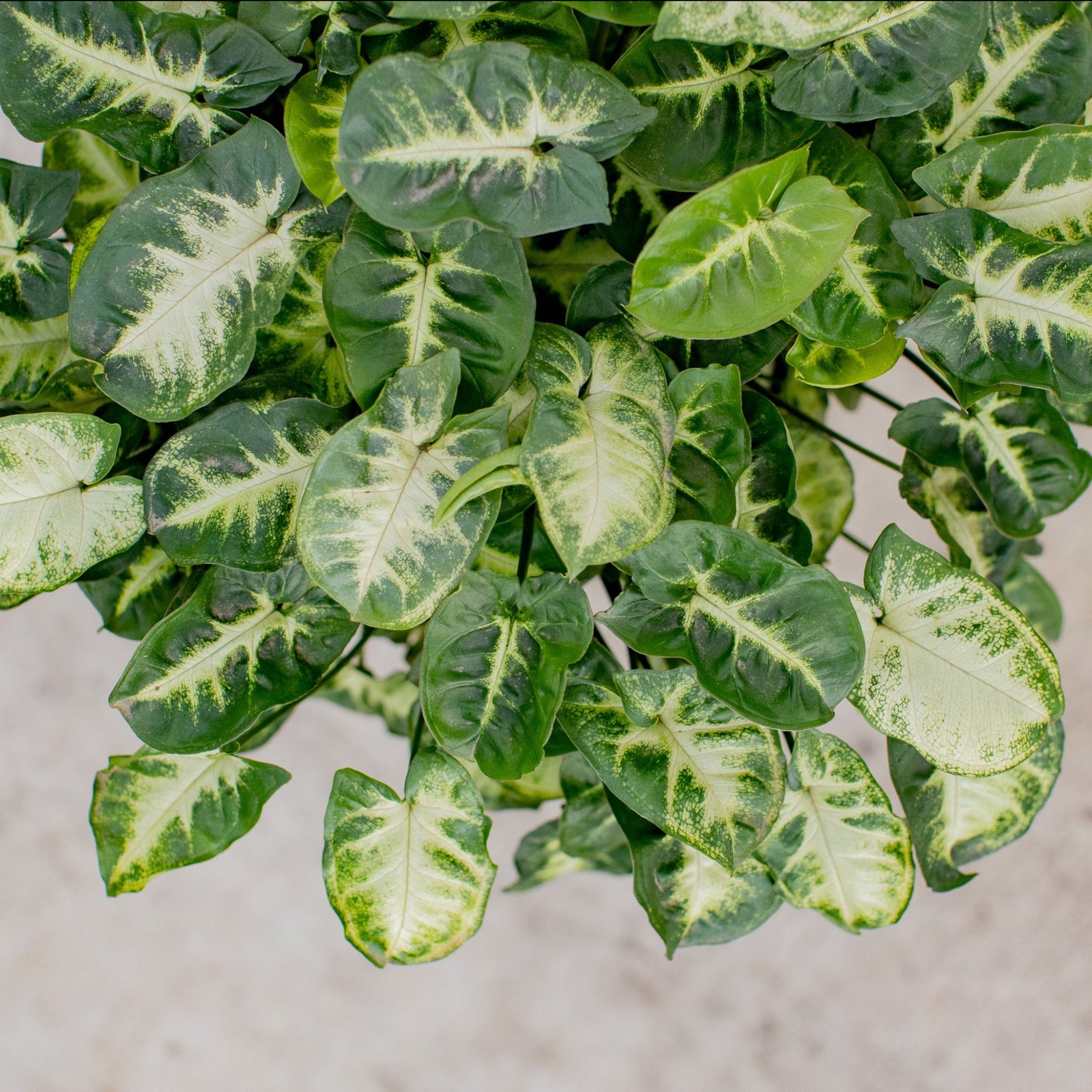 Syngonium Pixie - Syngonium podophyllum