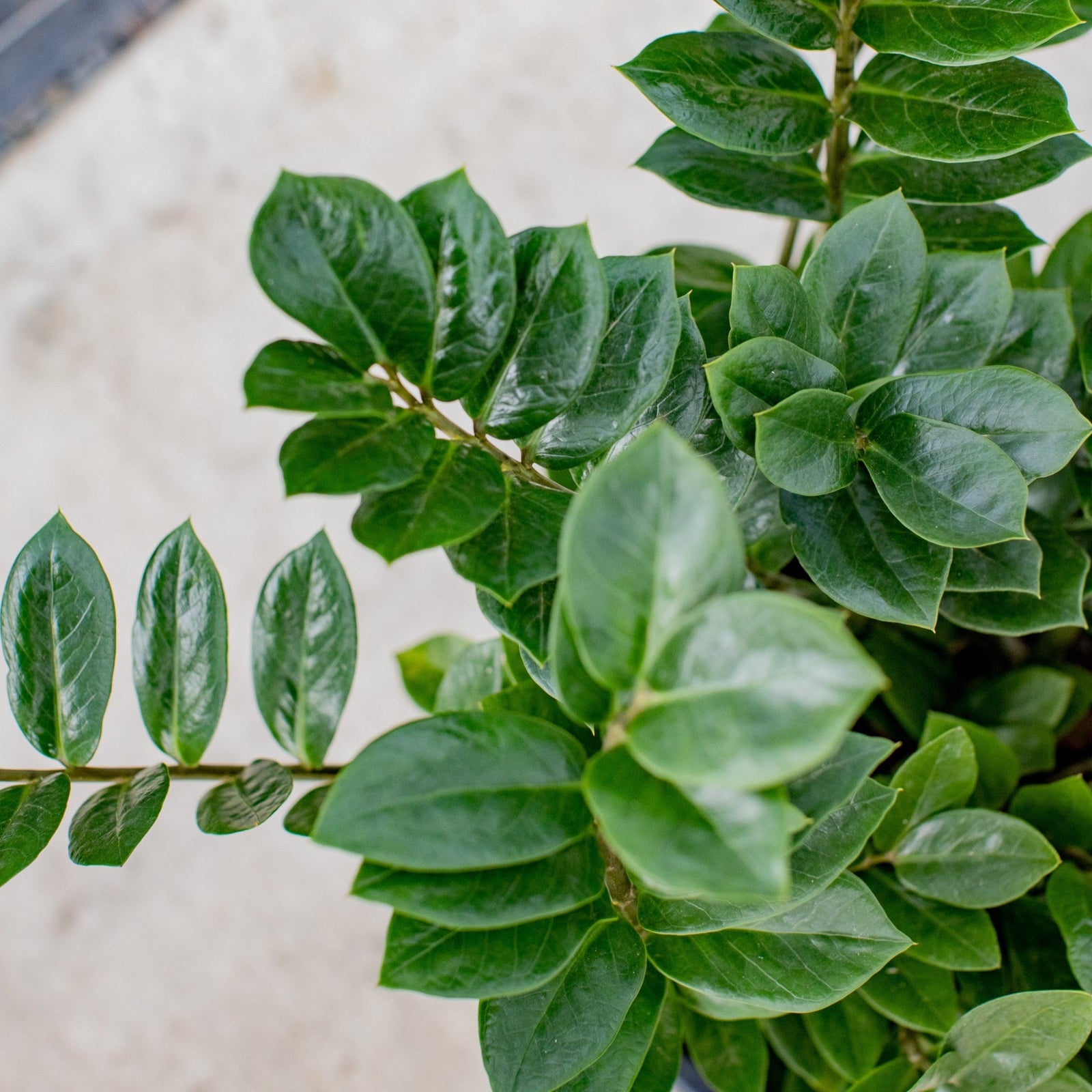 Two potted Zanzibar Gem plants with shiny green leaves, placed on a tiled pathway in a greenhouse with various other plants in the background.