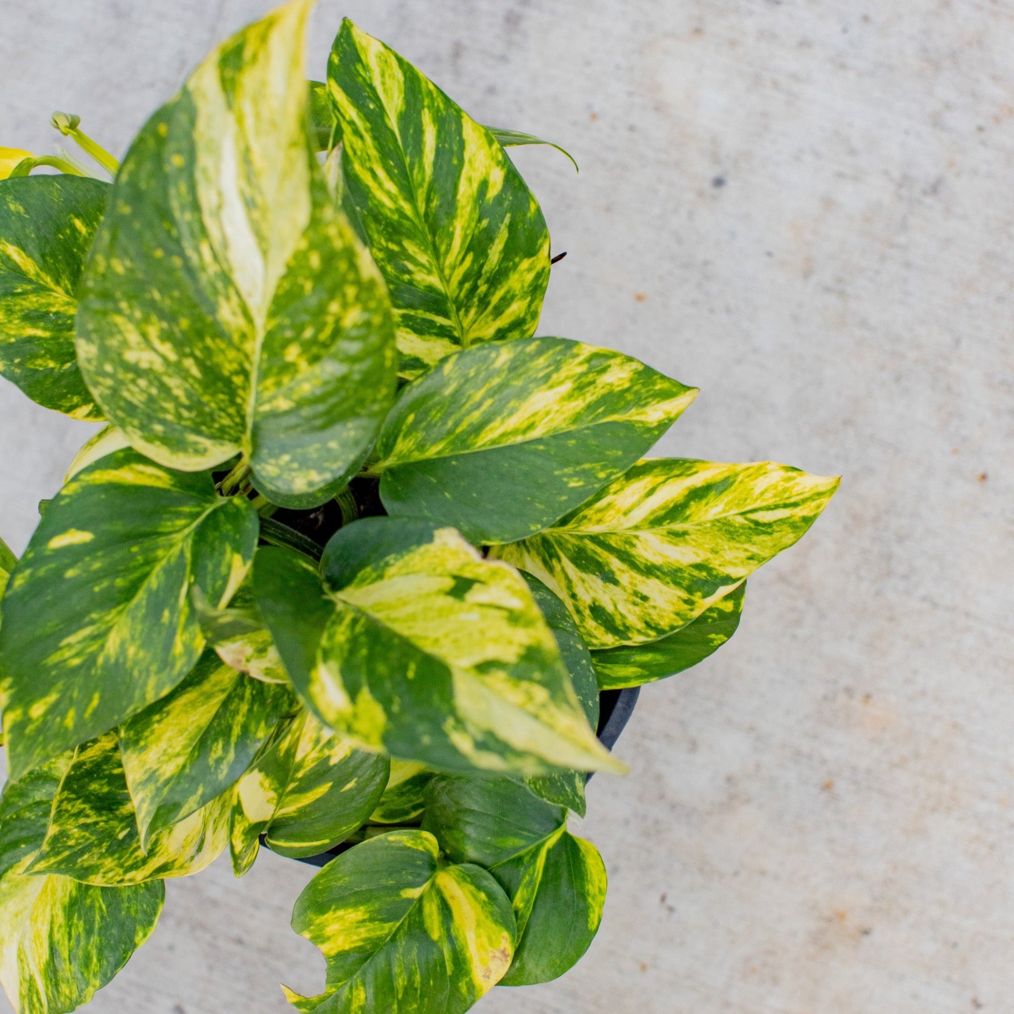 golden devil's ivy pothos epipremnum Golden Pothos / Devil's Ivy - Epipremnum aureum