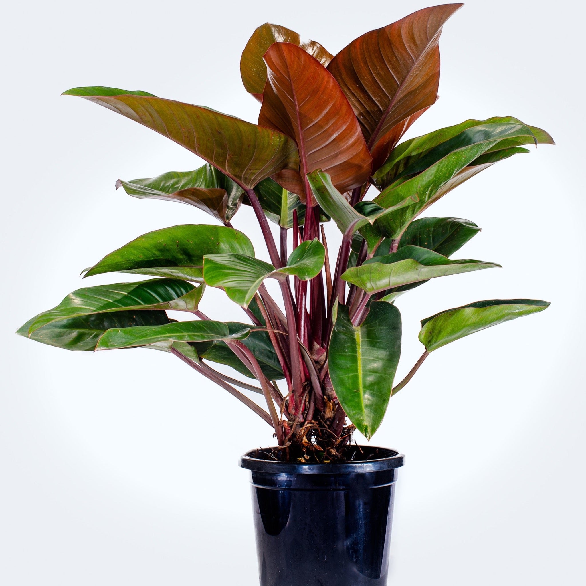 philodendron kongo Philodendron Rojo Congo