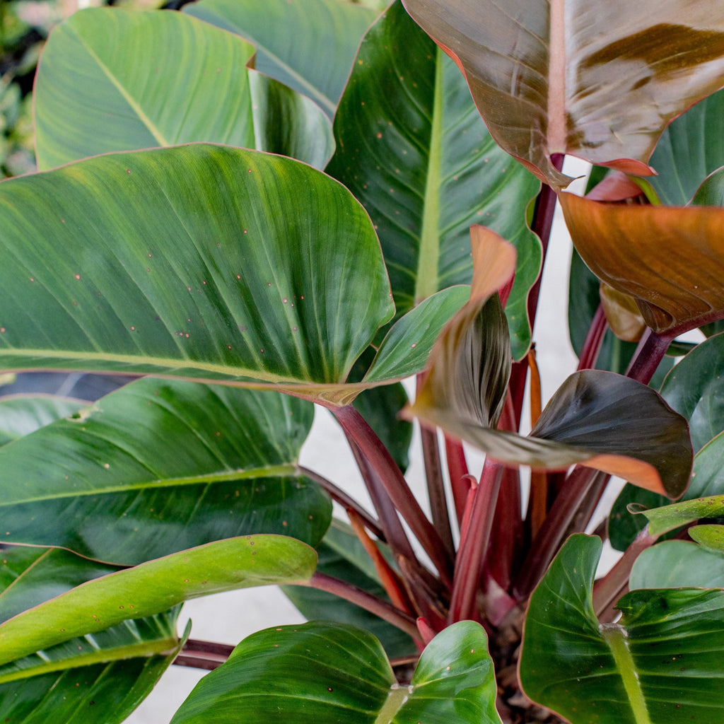 philodendron rojo congo scientific name Philodendron Rojo Congo