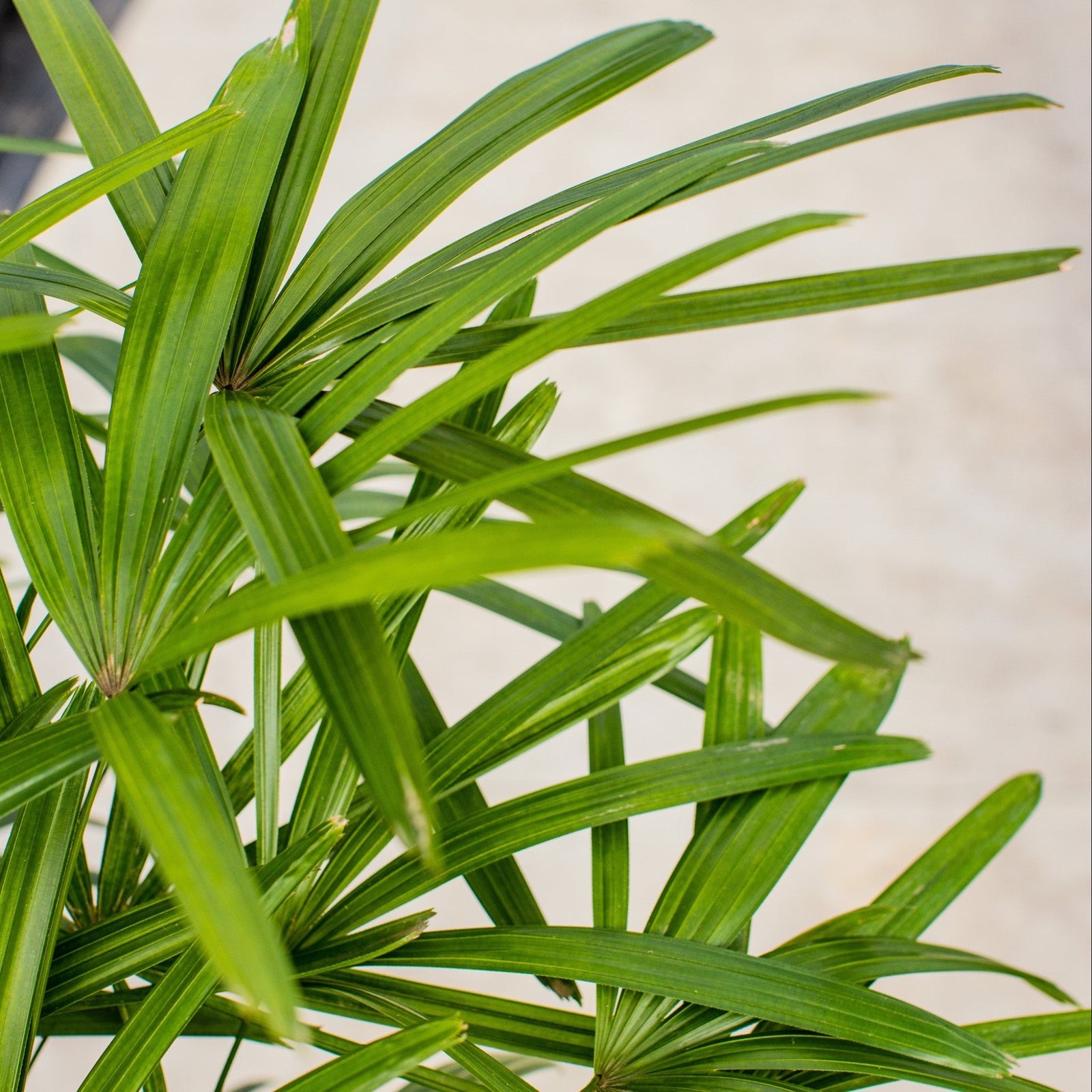 Lady Palm - Rhapis excelsa