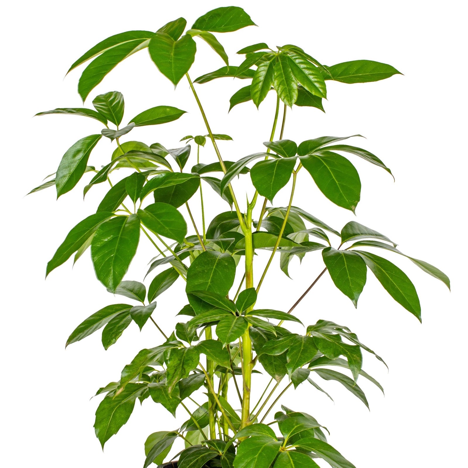 Umbrella Tree - Schefflera actinophylla