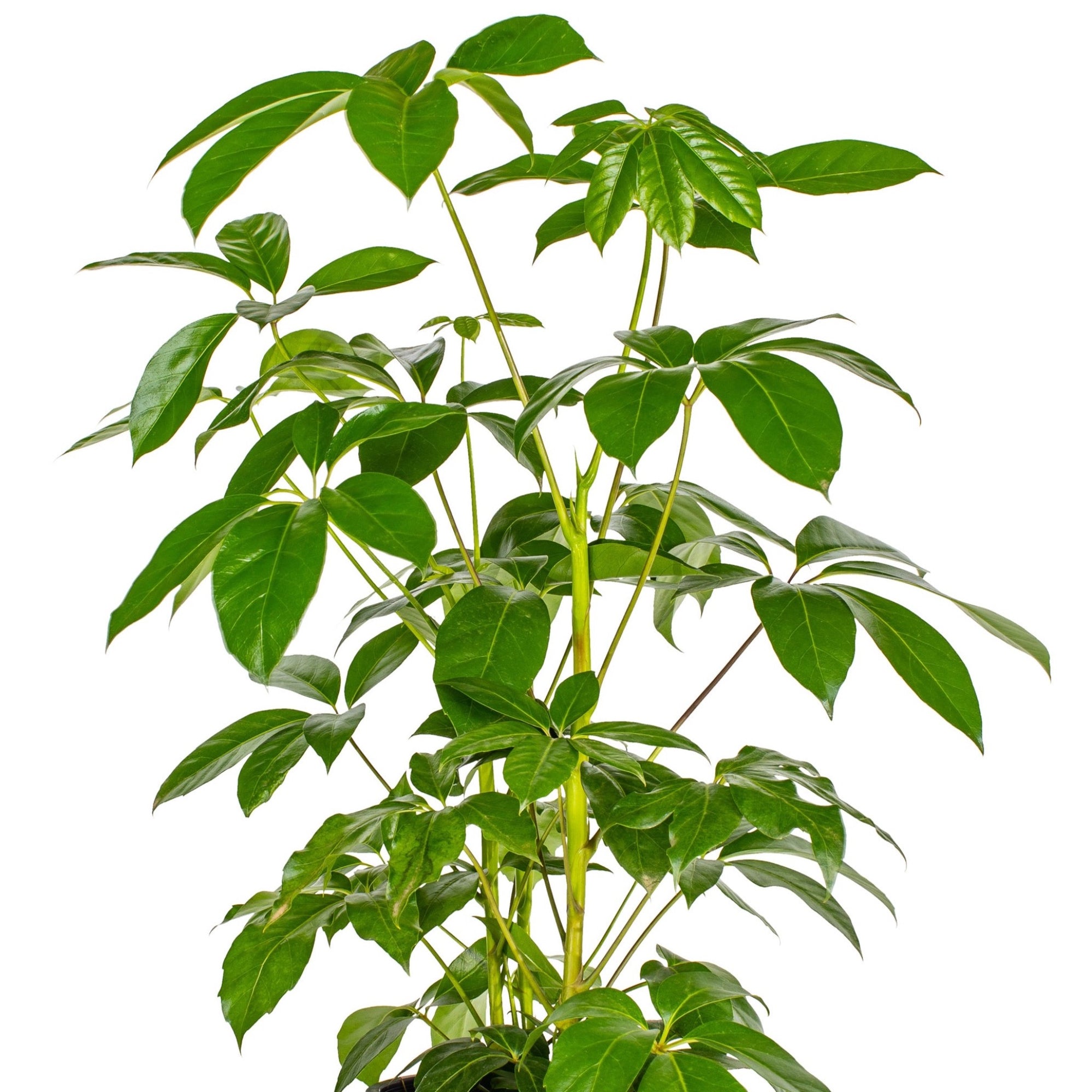 schefflera arboricola australia Umbrella Tree - Schefflera actinophylla