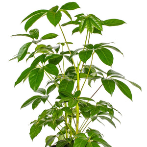 Umbrella Tree - Schefflera actinophylla