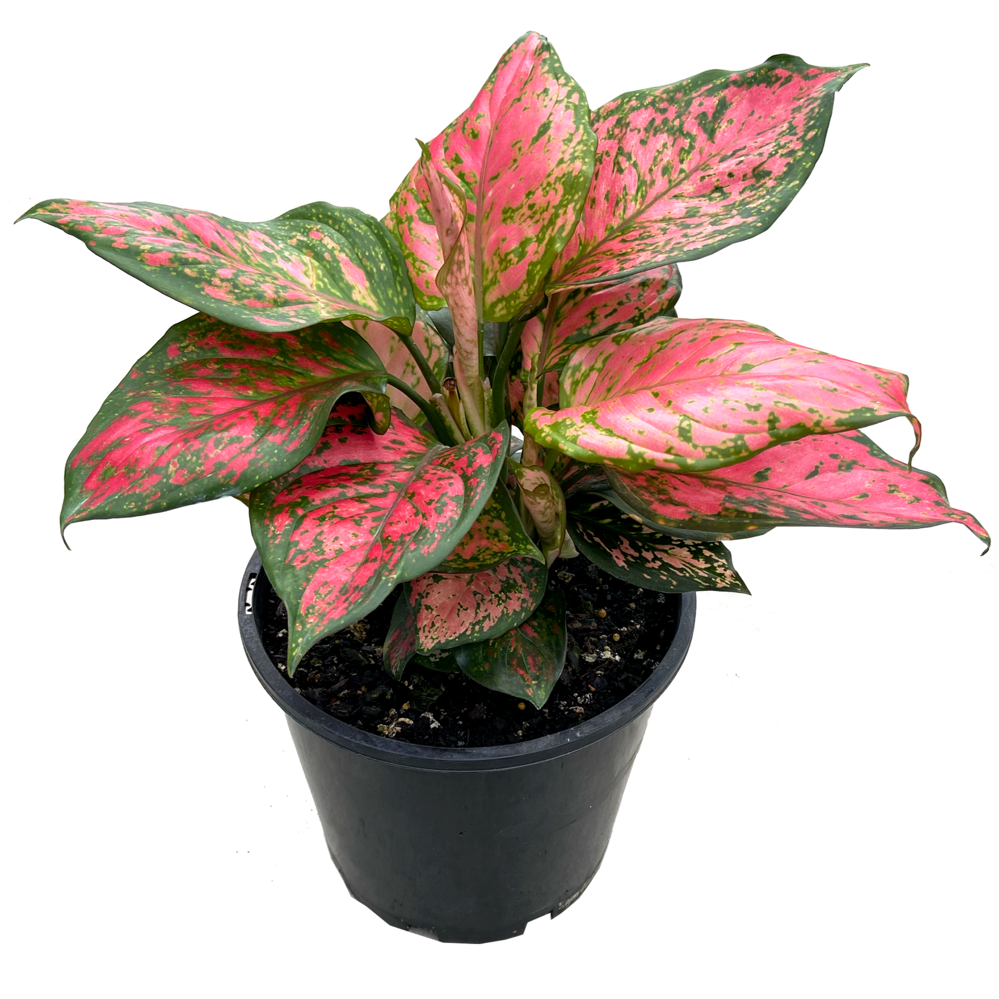 aglaonema lady valentine wikipedia Lady Valentine - Aglaonema