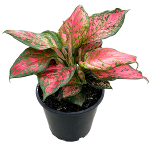 Aglaonema lady valentine indoor plant in black nursery pot 