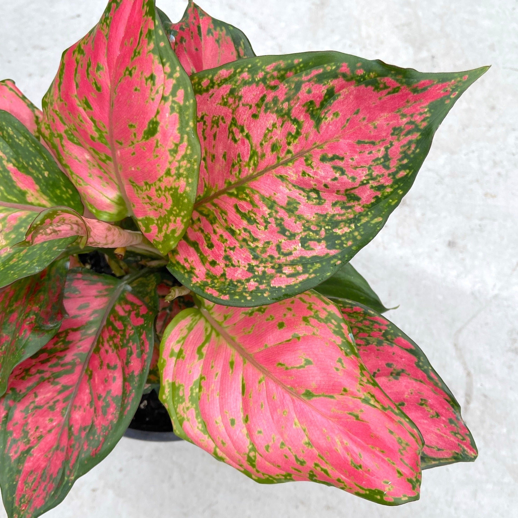 Lady Valentine - Aglaonema