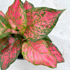 Close up of the pink and green leaves of the Aglaonema lady valentine