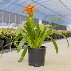 Bromeliad houseplant featuring a bright orange flower spike and a glossy green rosette in a black nursery pot 
